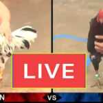 Sv388 - Địa Chỉ Tường Thuật Đá Gà Trực Tiếp Bạn Nên Biết unnamed