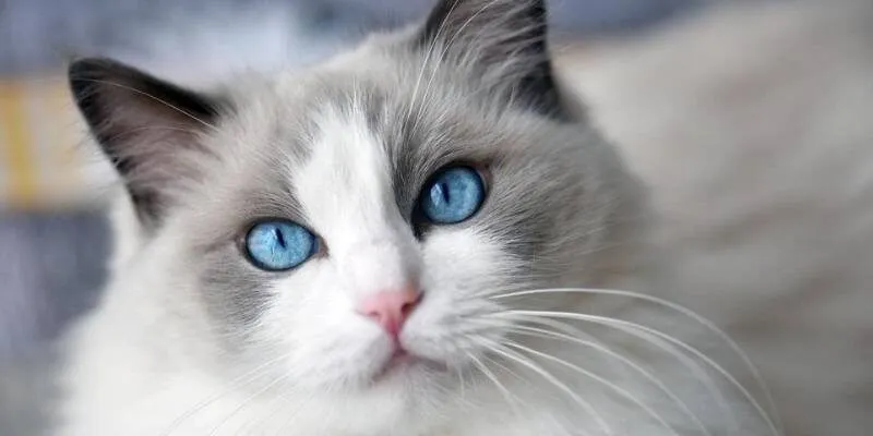 Mơ Thấy Mèo - Ý Nghĩa Và Điềm Báo Ẩn Sâu Không Phải Ai Cũng Biết